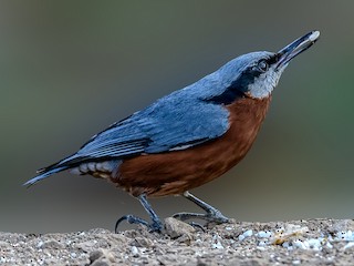  - Chestnut-bellied Nuthatch