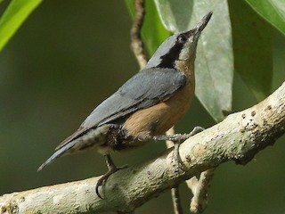  - Chestnut-bellied Nuthatch