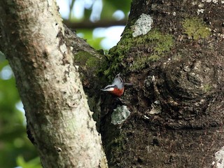  - Chestnut-bellied Nuthatch