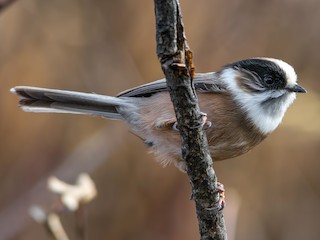 White-throated Tit - Aegithalos niveogularis - Birds of the World