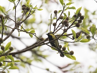 キホオカンムリガラ - eBird