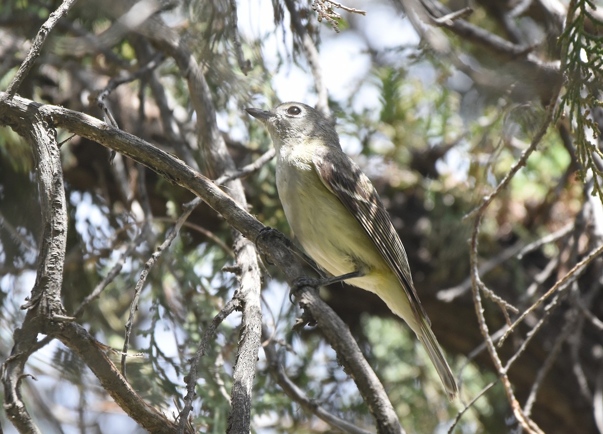 Cassin's Vireo - Christopher Lindsey