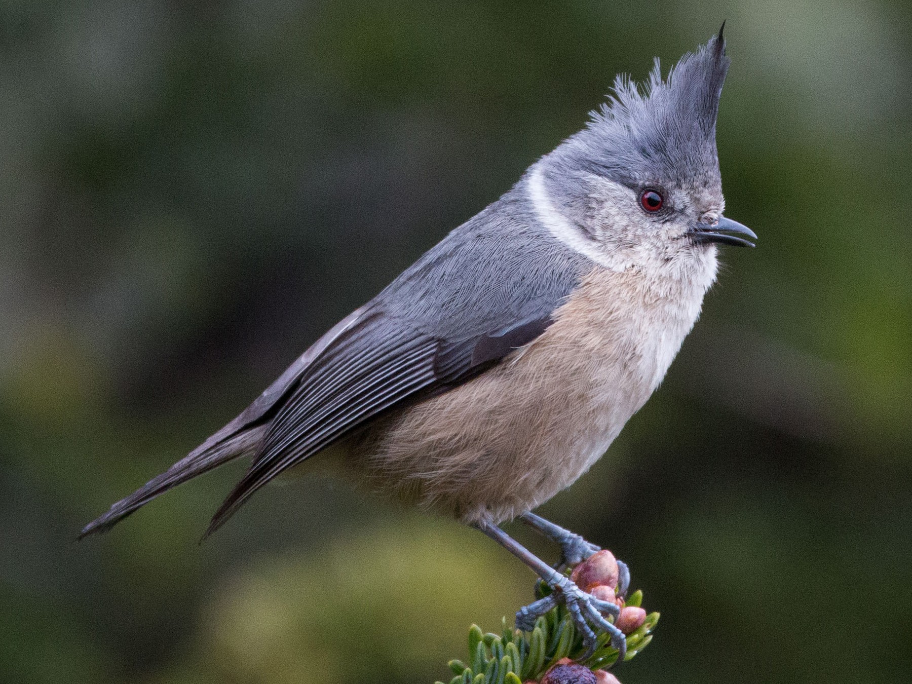 ハイイロカンムリガラ Ebird