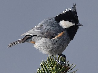 Rufous-vented Tit - Periparus rubidiventris - Birds of the World