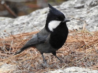 Mésange à nuque rousse - eBird