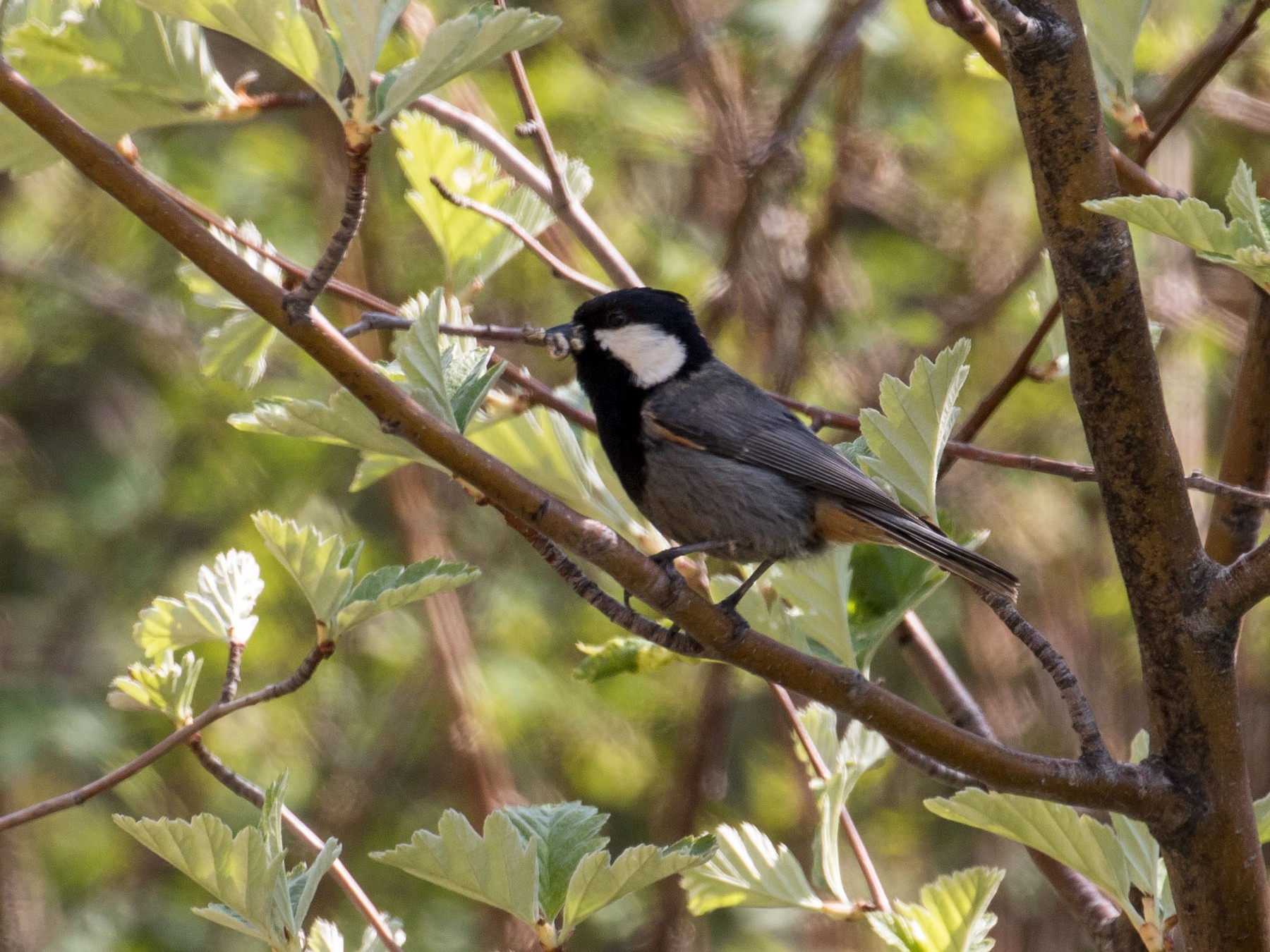 Rufous-naped Tit (Black-breasted Tit) - eBird