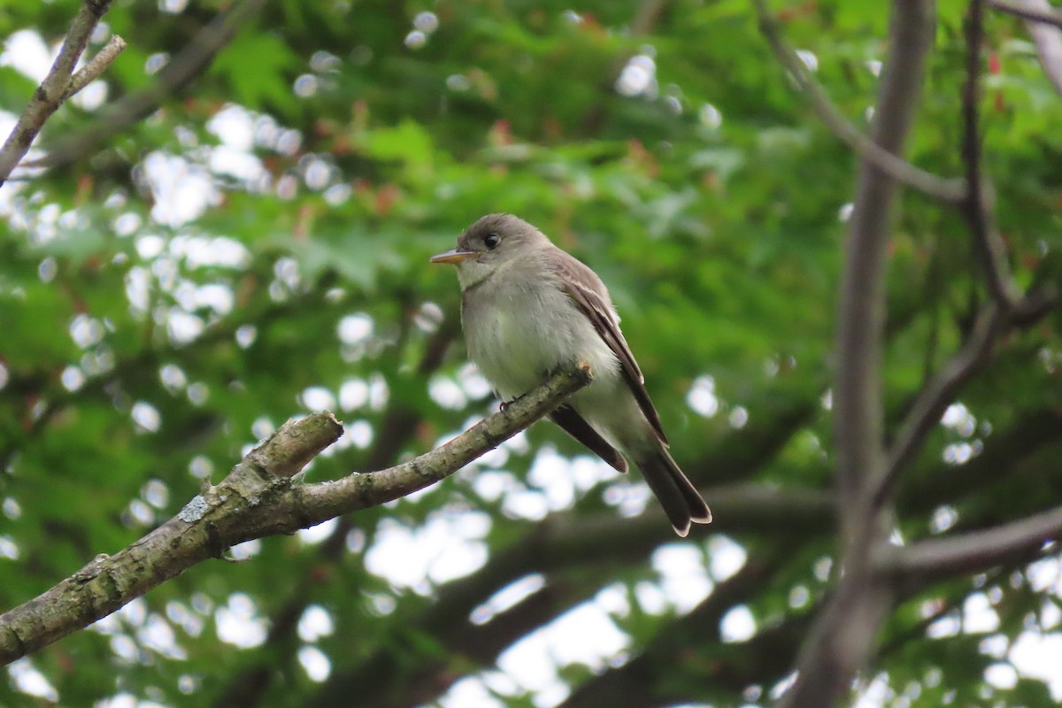 Eastern Wood-Pewee - Ben Newhouse