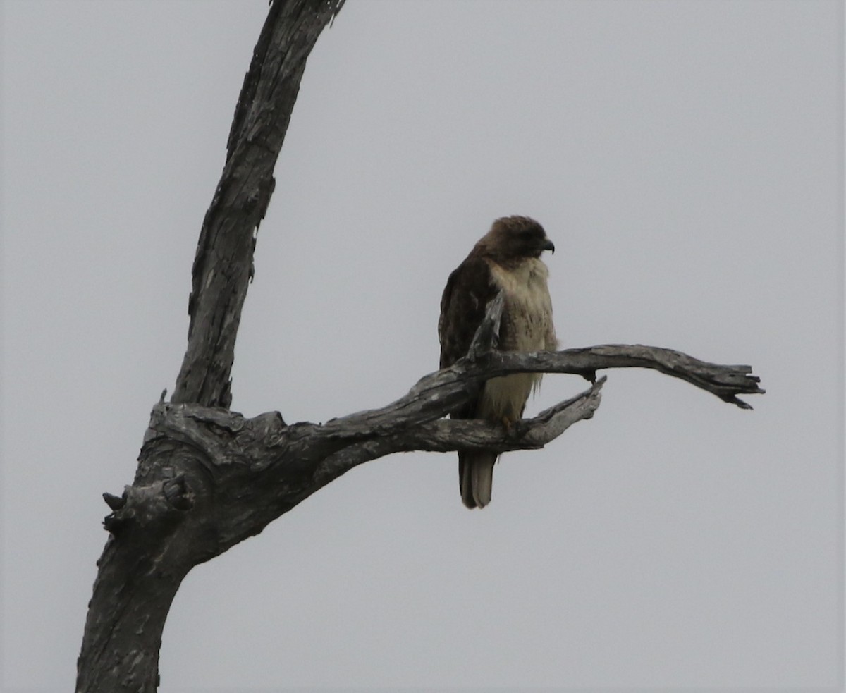Red-tailed Hawk - ML162608101