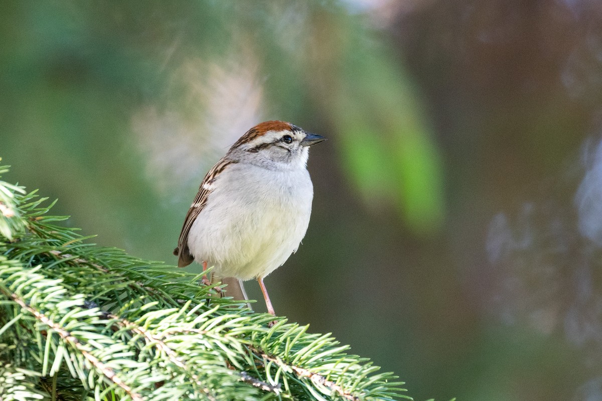 Chipping Sparrow - Claire Stuyck