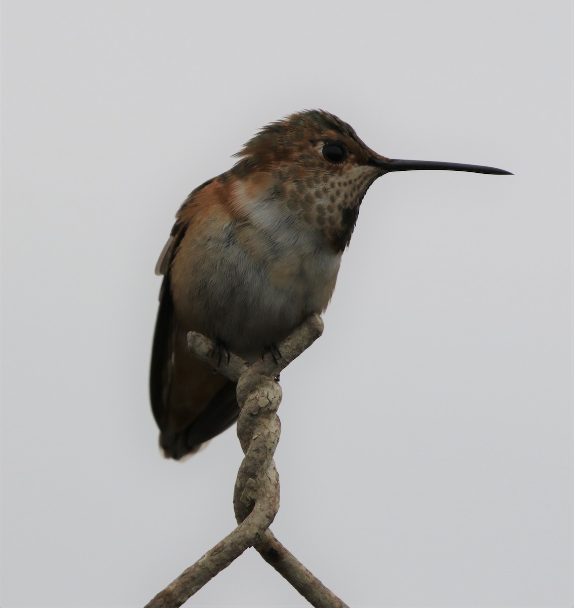Allen's Hummingbird - ML162608581