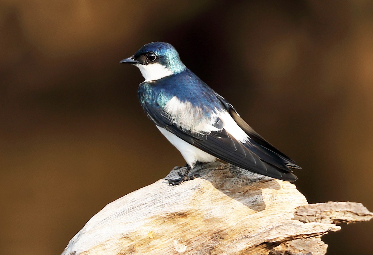 White-winged Swallow - ML162610281