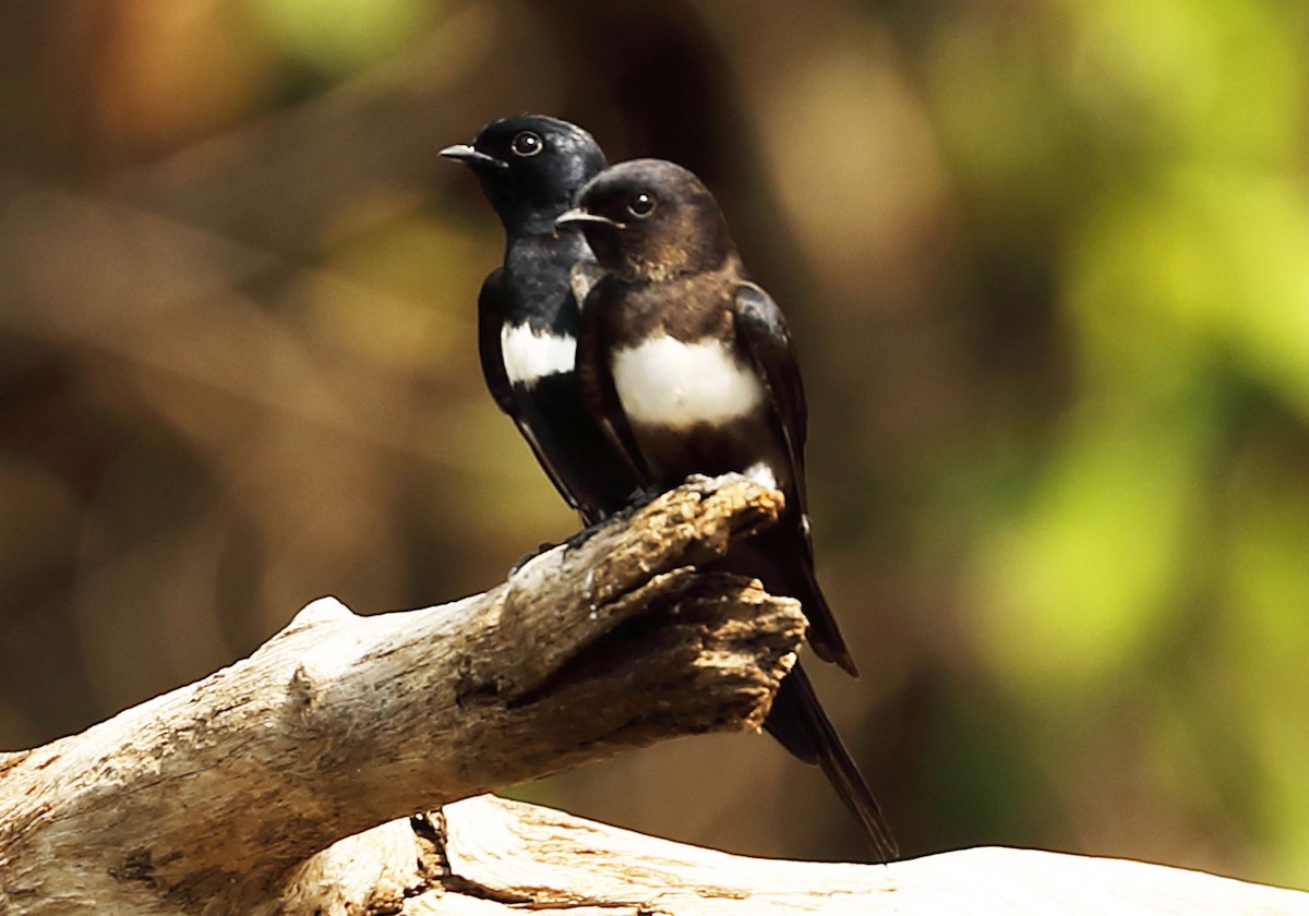 White-banded Swallow - ML162610441