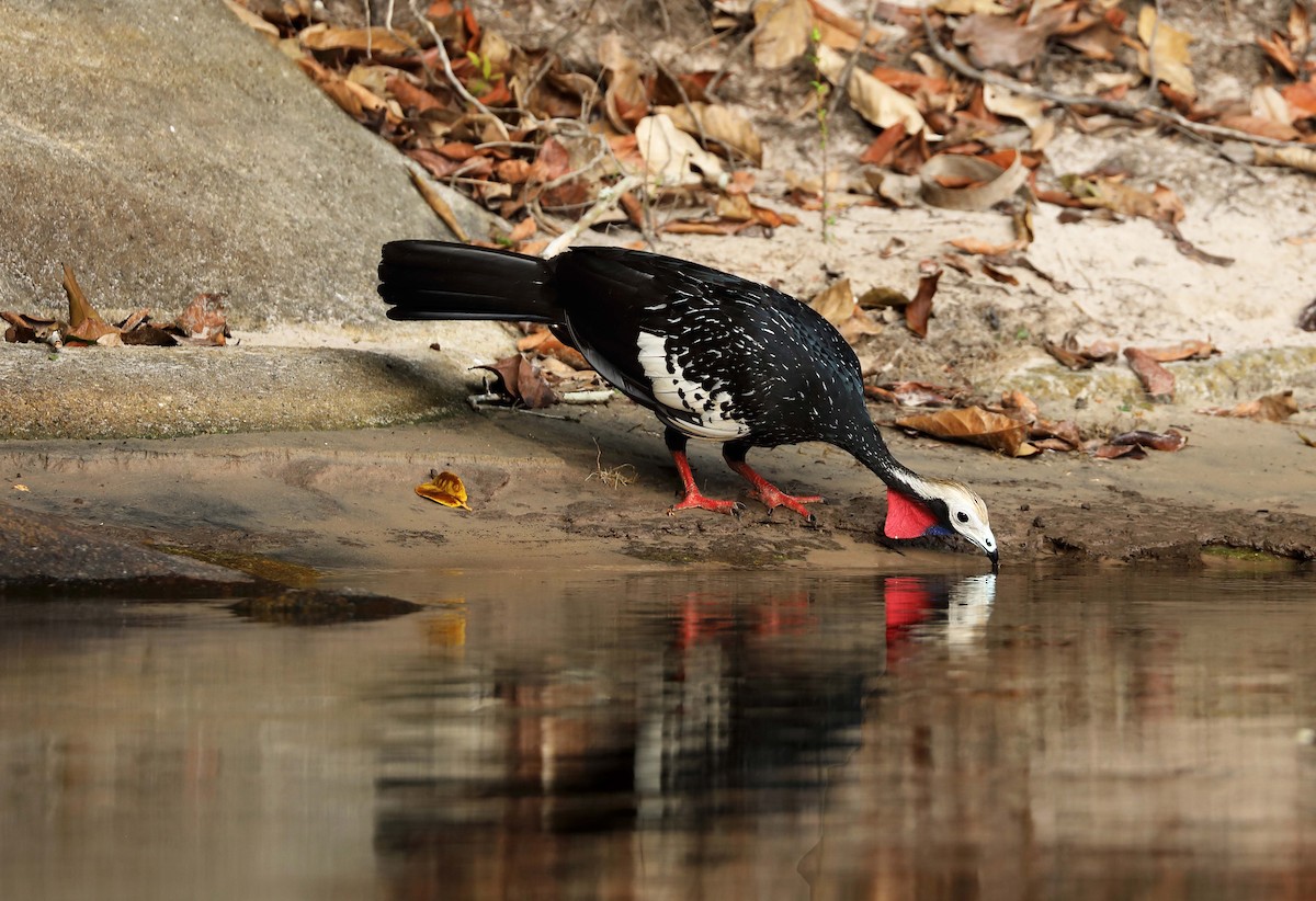 Red-throated Piping-Guan - ML162613191
