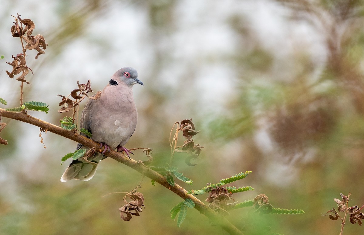 Mourning Collared-Dove - ML162614231