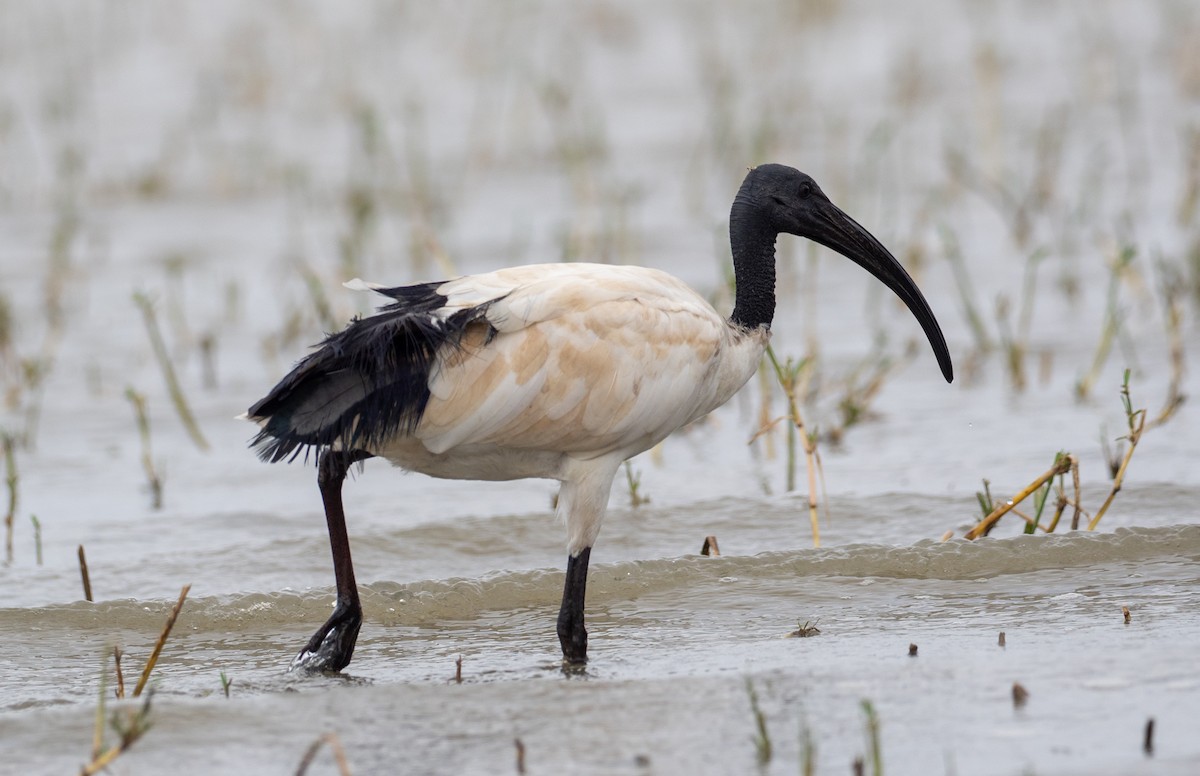 African Sacred Ibis - Forest Botial-Jarvis