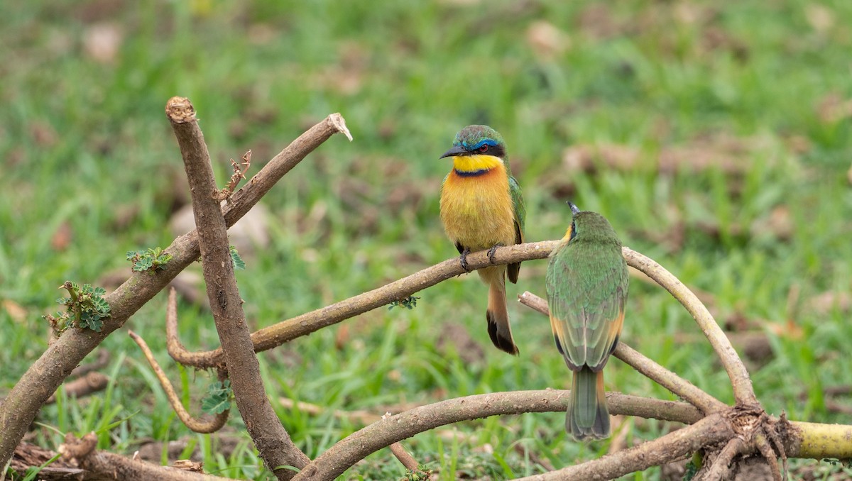 Little Bee-eater - ML162615141