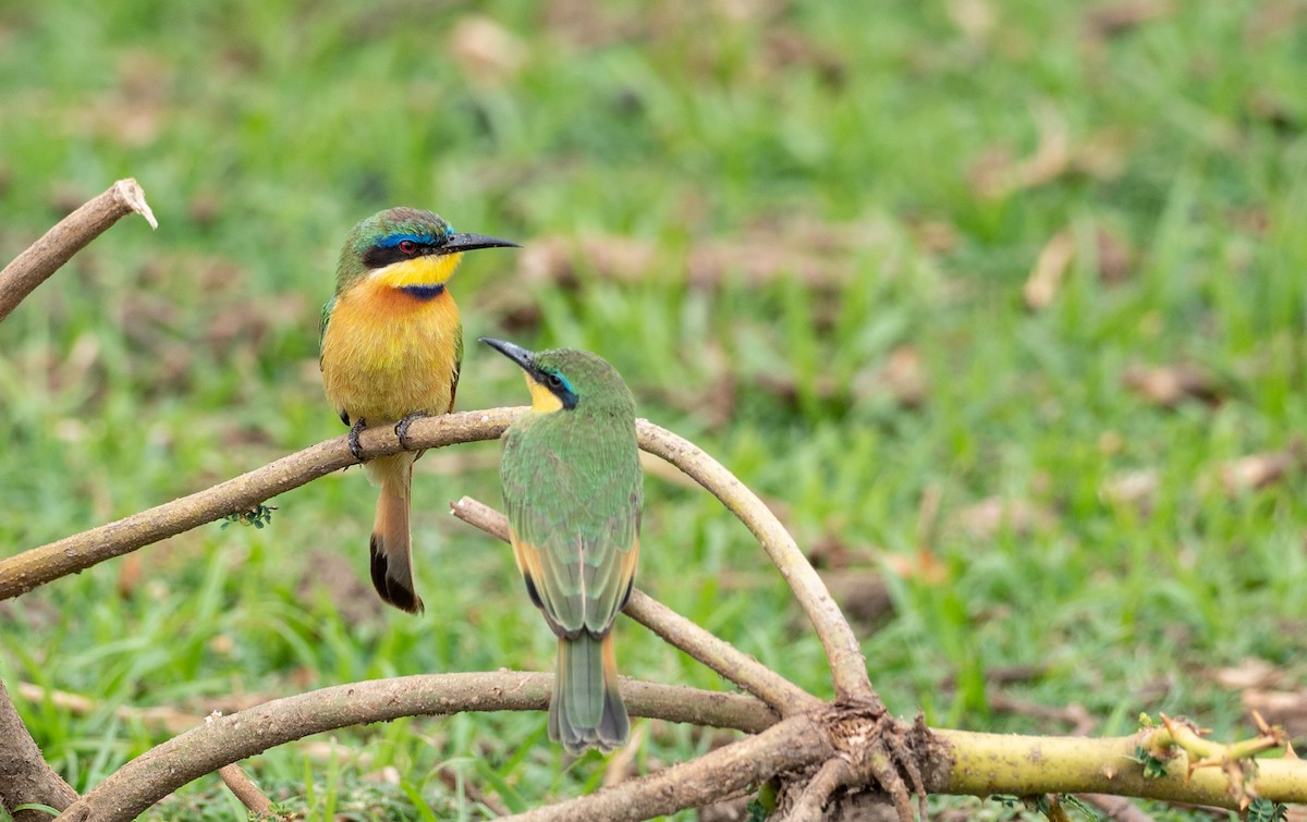 Little Bee-eater - Forest Botial-Jarvis