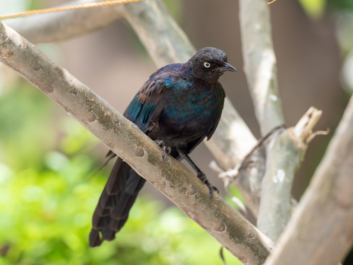 Rüppell's Starling - Forest Botial-Jarvis