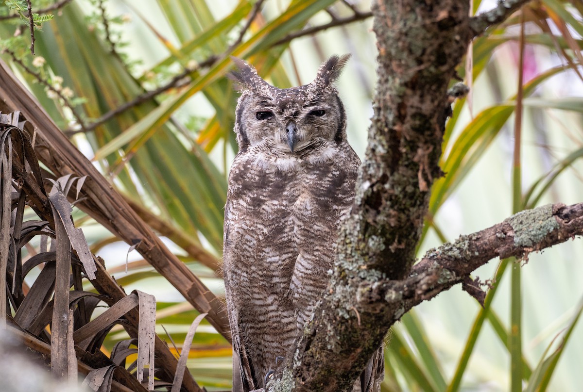Grayish Eagle-Owl - ML162615971
