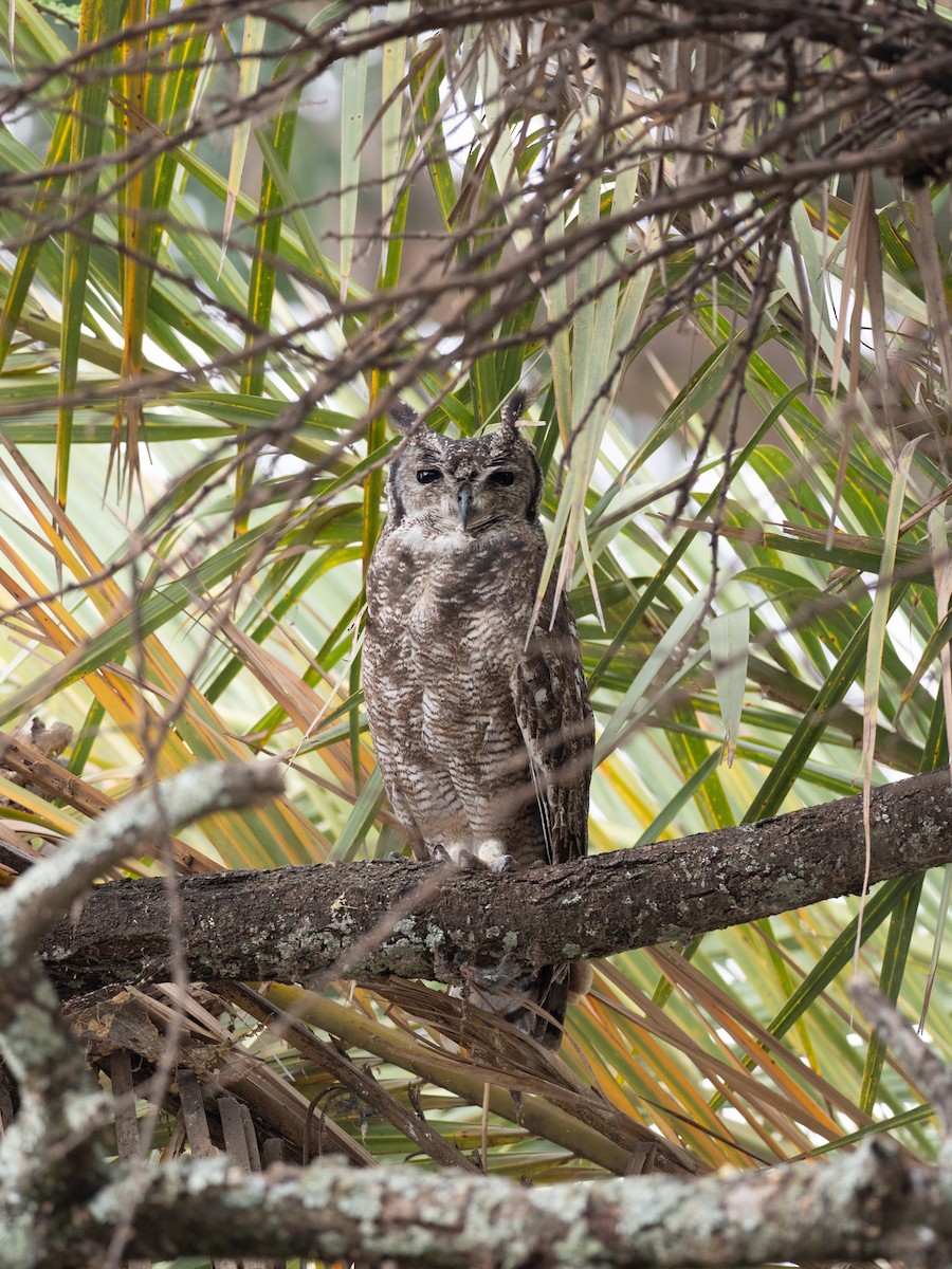 Grayish Eagle-Owl - ML162616021