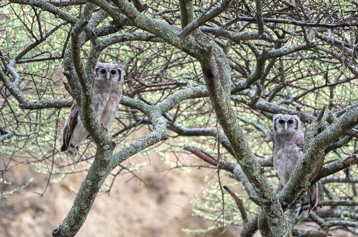 Verreaux's Eagle-Owl - Forest Botial-Jarvis