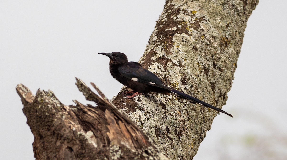 Black-billed Woodhoopoe - Forest Botial-Jarvis