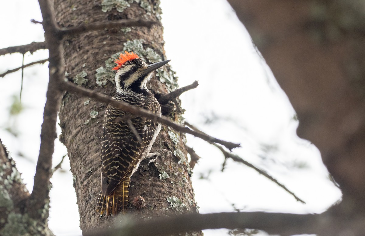 Bearded Woodpecker - Forest Botial-Jarvis