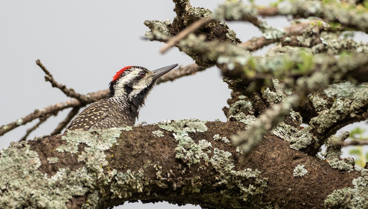 Bearded Woodpecker - ML162616281