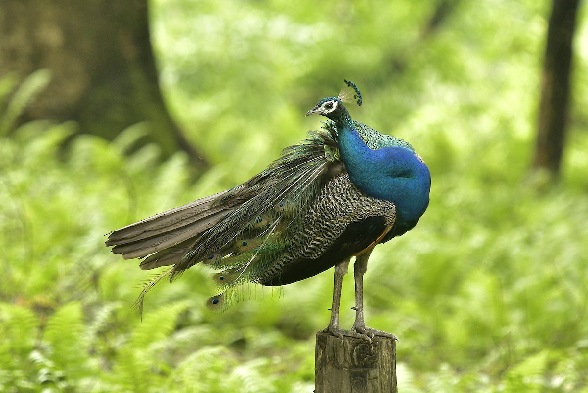 Indian Peafowl - ML162616491