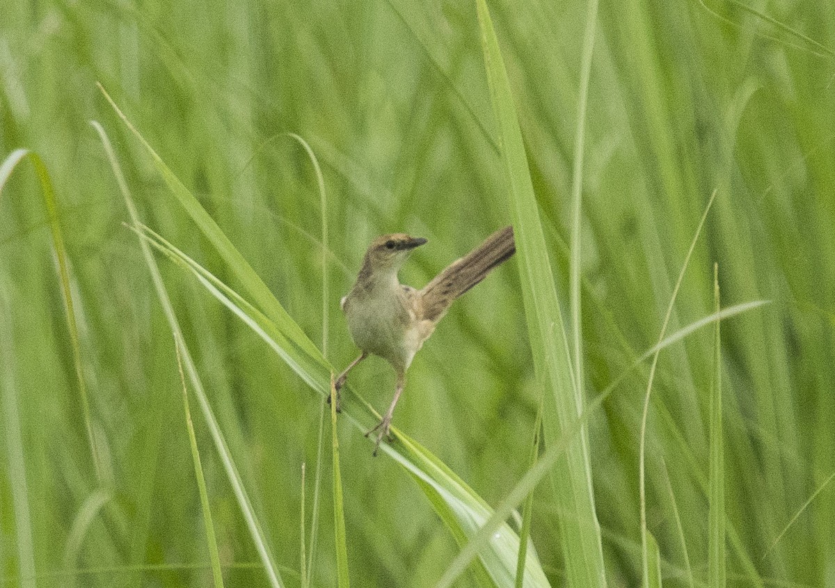 Bristled Grassbird - ML162617241