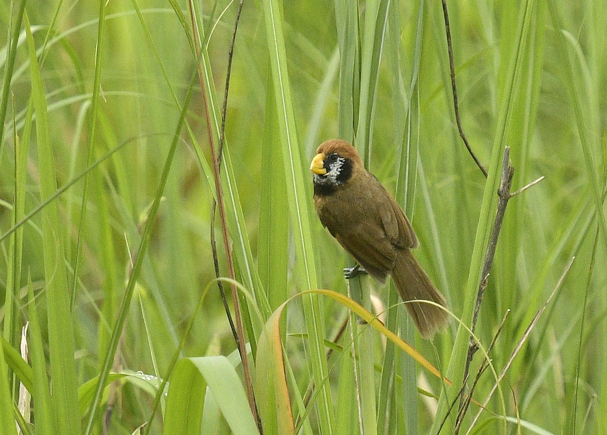 Black-breasted Parrotbill - ML162617341