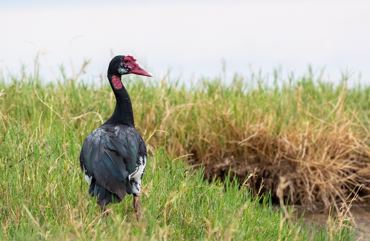 Spur-winged Goose - ML162618381