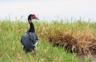 Spur-winged Goose, ML162618381