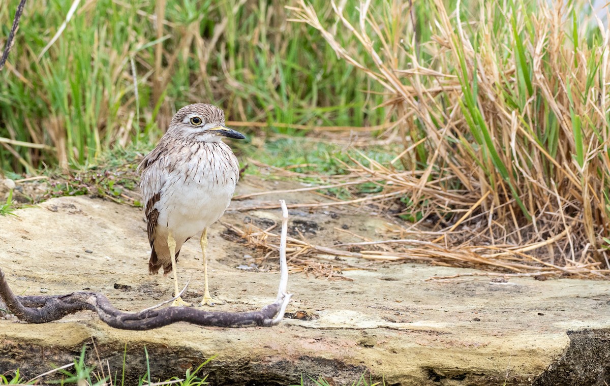 Senegal Thick-knee - Forest Botial-Jarvis