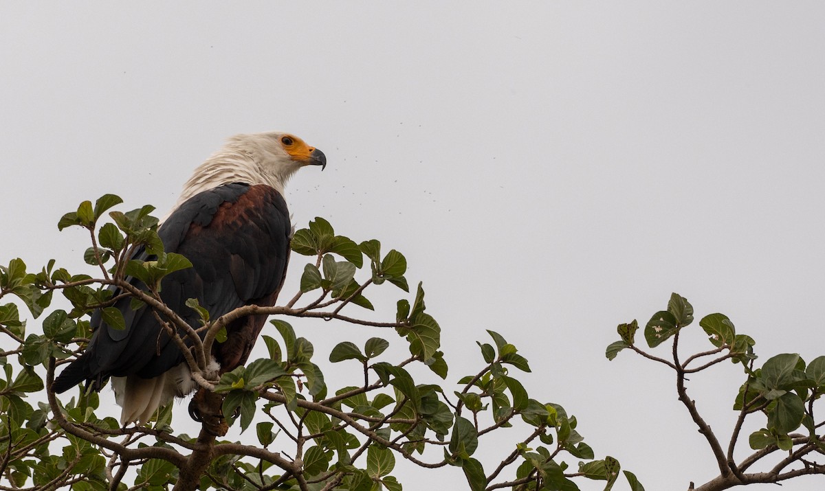 African Fish-Eagle - ML162618791