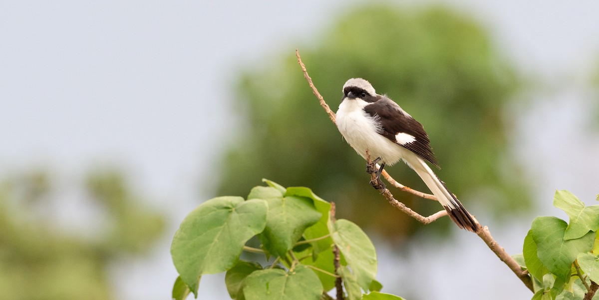 Gray-backed Fiscal - Forest Botial-Jarvis