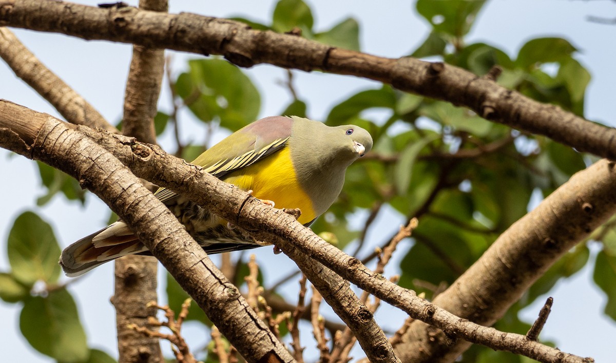 Bruce's Green-Pigeon - Forest Botial-Jarvis