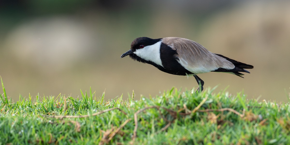 Spur-winged Lapwing - Forest Botial-Jarvis