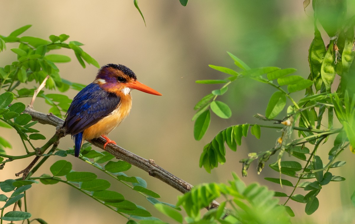 African Pygmy Kingfisher - Forest Botial-Jarvis