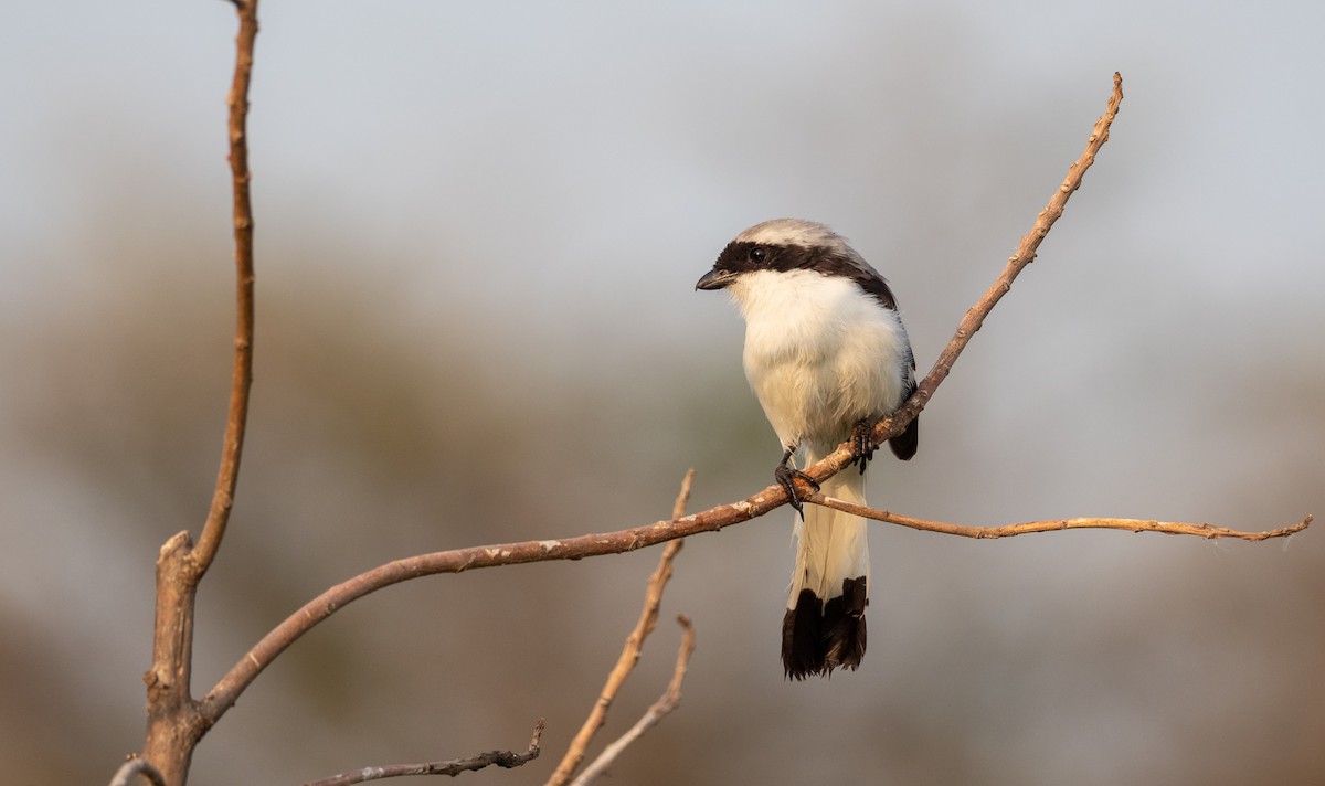 Gray-backed Fiscal - ML162620381