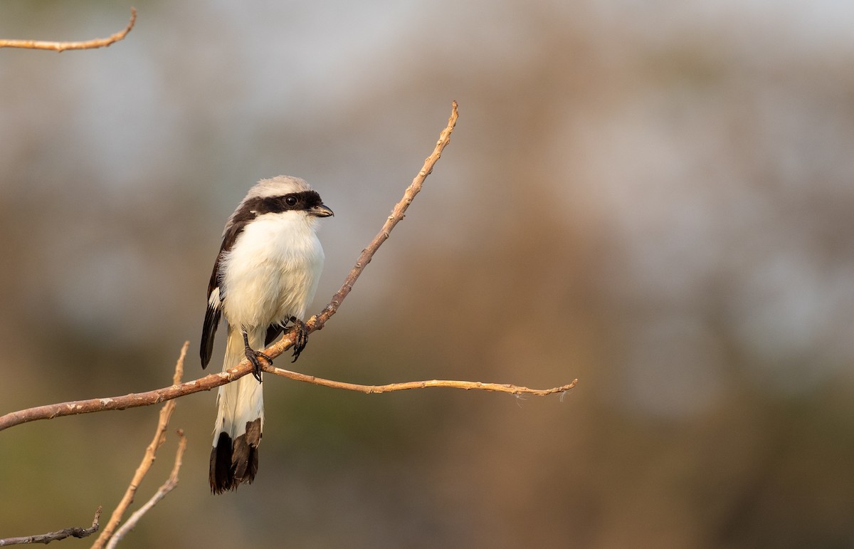 Gray-backed Fiscal - ML162620391