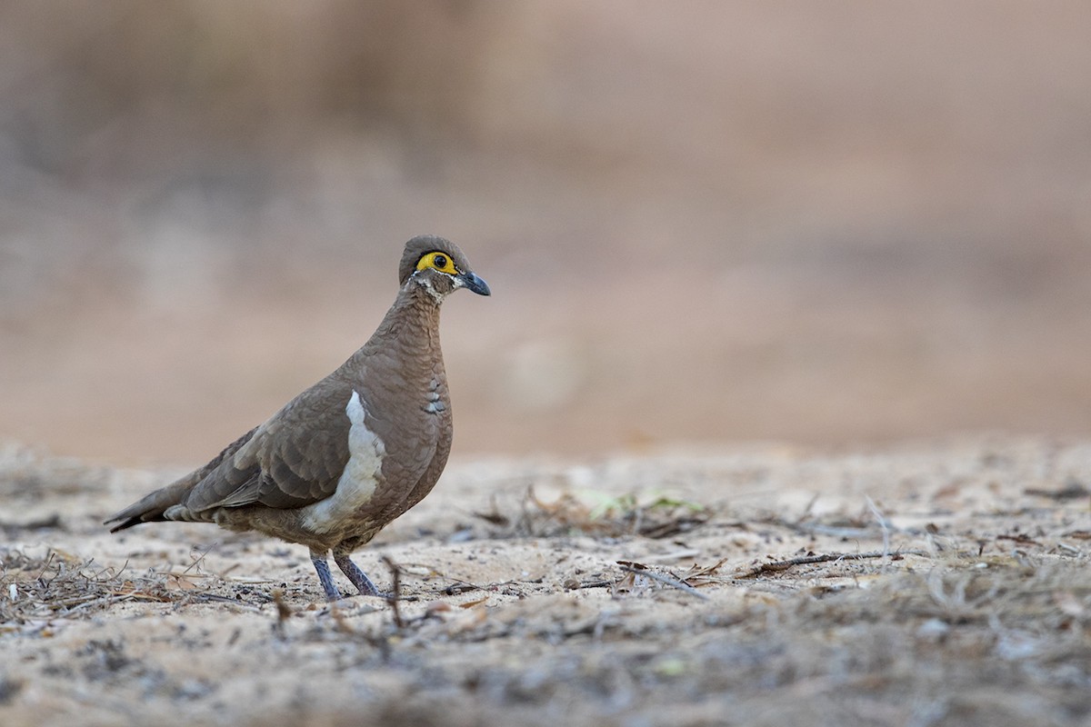 Partridge Pigeon - Laurie Ross | Tracks Birding & Photography Tours