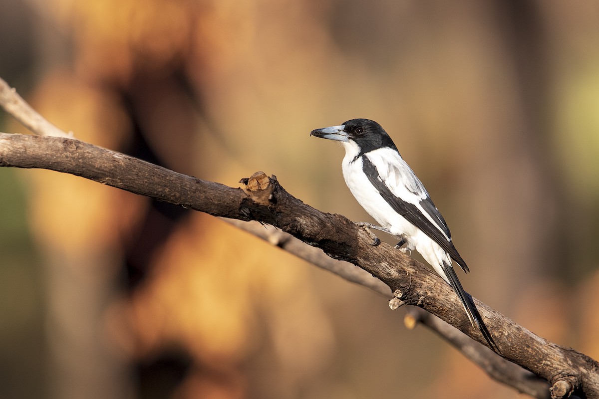 Silver-backed Butcherbird - Laurie Ross | Tracks Birding & Photography Tours