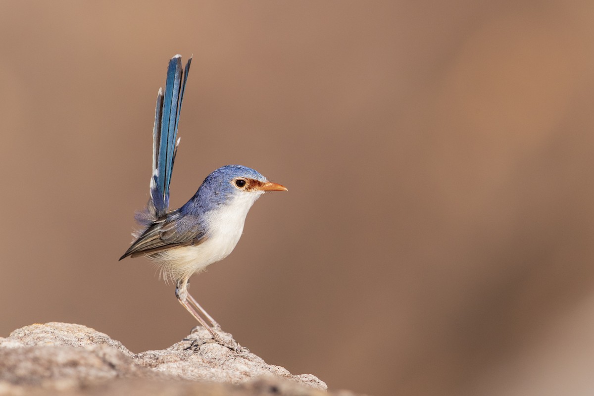 Purple-backed Fairywren (Lavender-flanked) - Laurie Ross | Tracks Birding & Photography Tours
