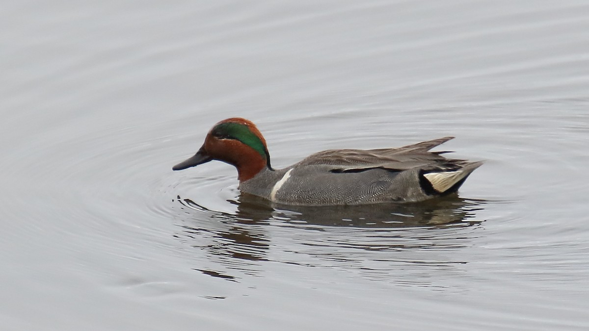 Green-winged Teal - George Nassiopoulos