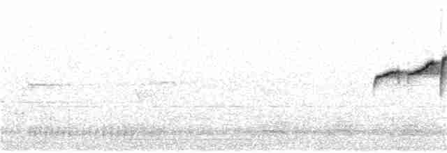 Pullu Civcivkuşu (albiventer/pallidior) - ML162629901