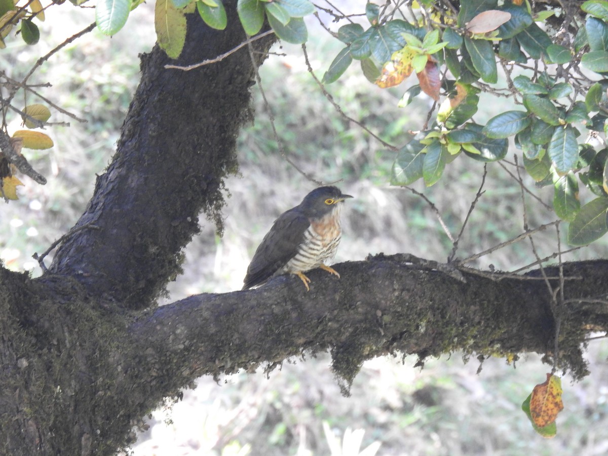 Common Hawk-Cuckoo - Shubha Nava