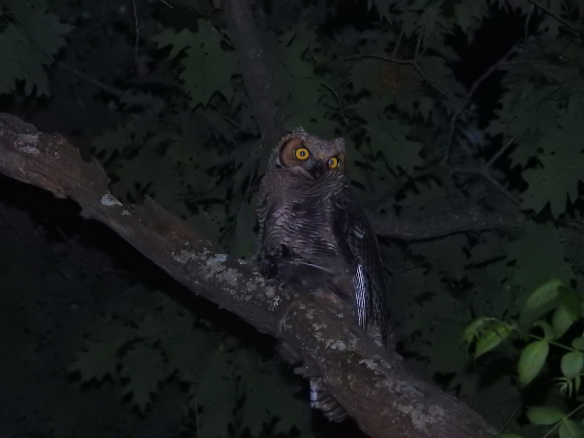 Great Horned Owl - ML162631681