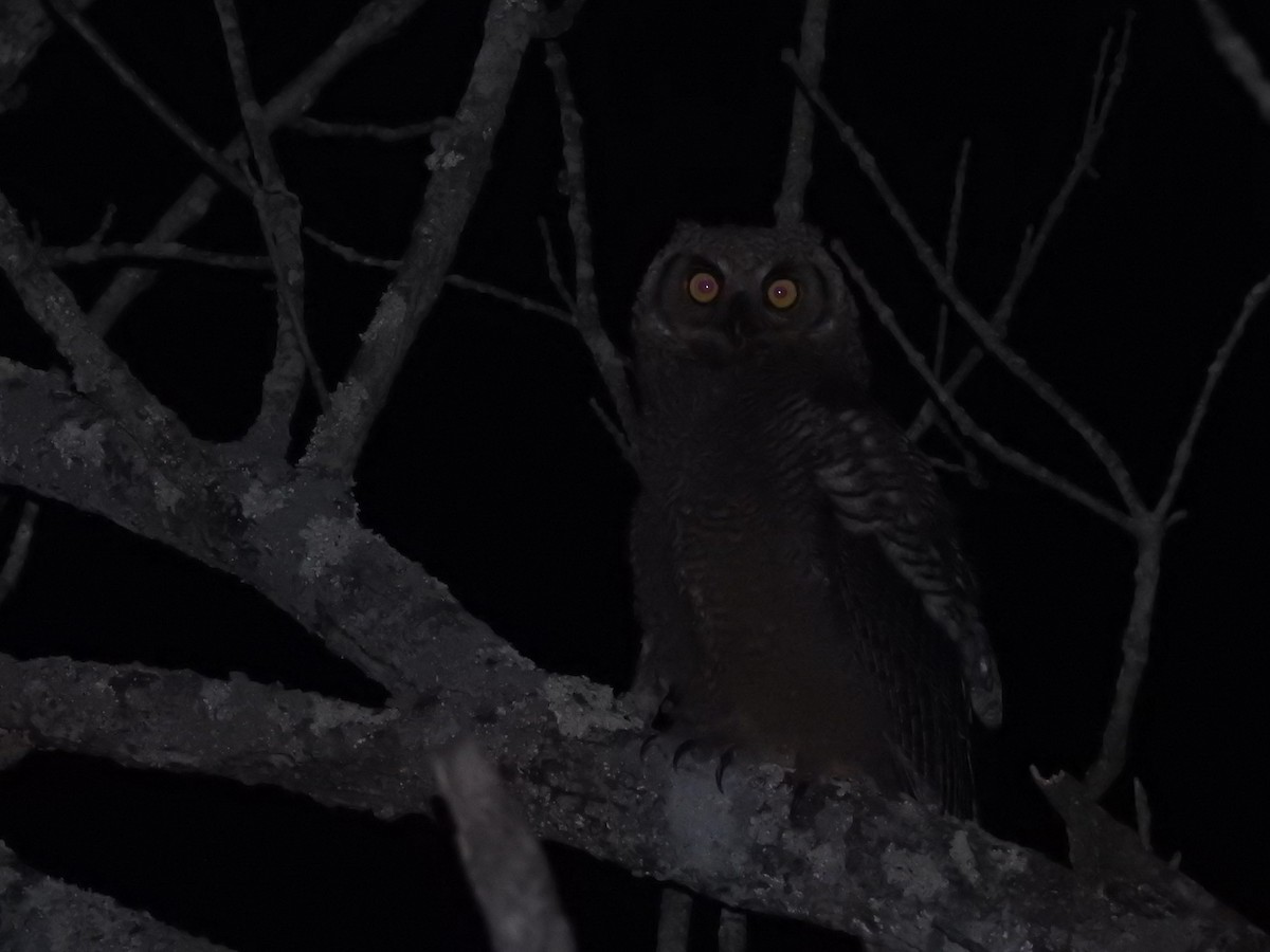 Great Horned Owl - ML162631701
