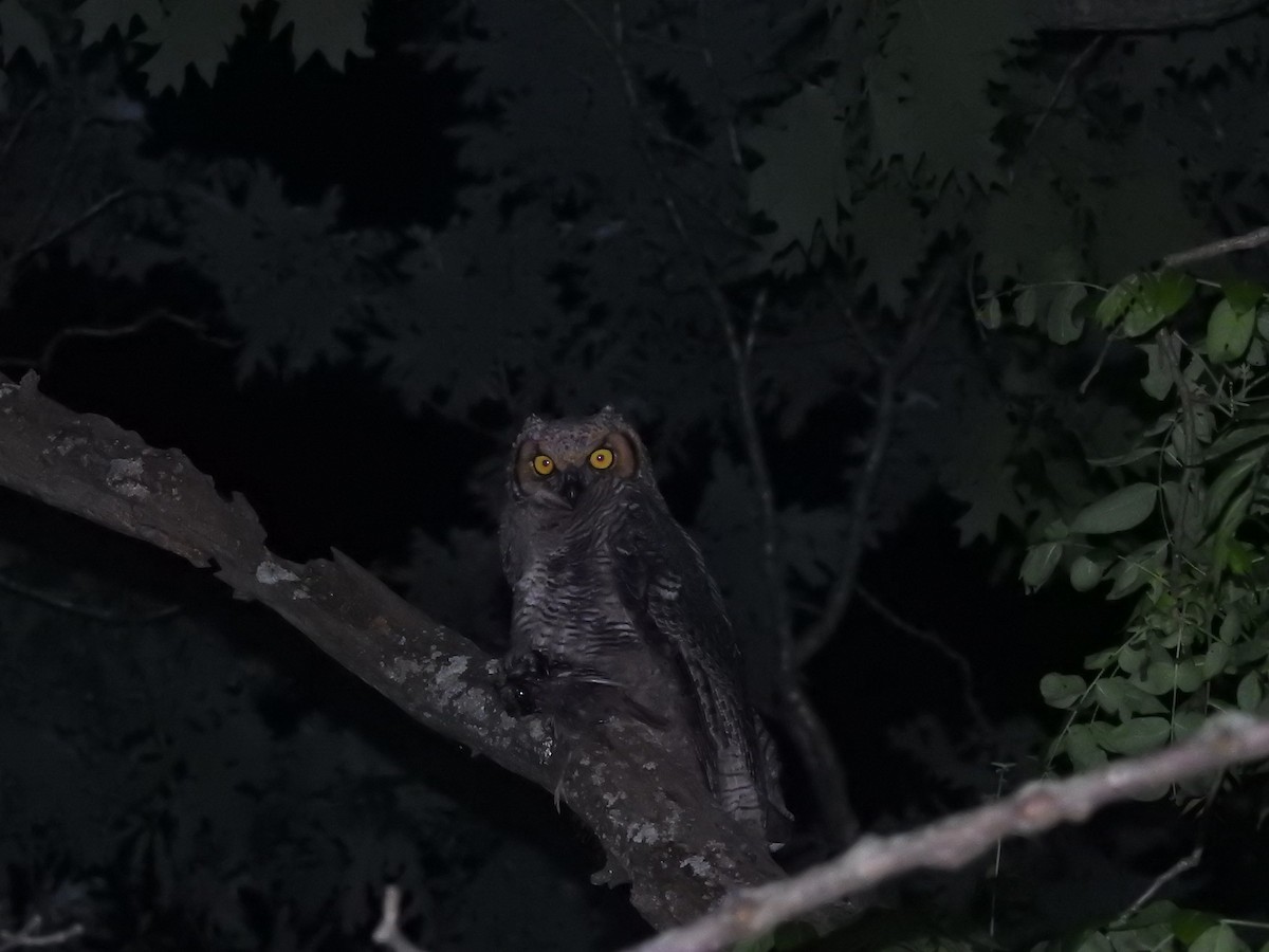 Great Horned Owl - ML162631991